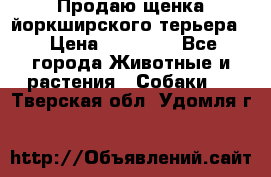 Продаю щенка йоркширского терьера  › Цена ­ 20 000 - Все города Животные и растения » Собаки   . Тверская обл.,Удомля г.